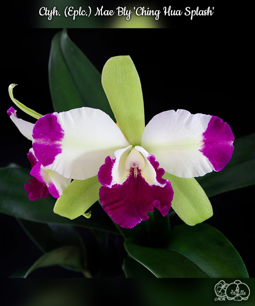 美琪園藝Miki Orchid - 批發專區